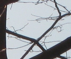 Canon PowerShot A1000 IS: ve stínu předchůdce