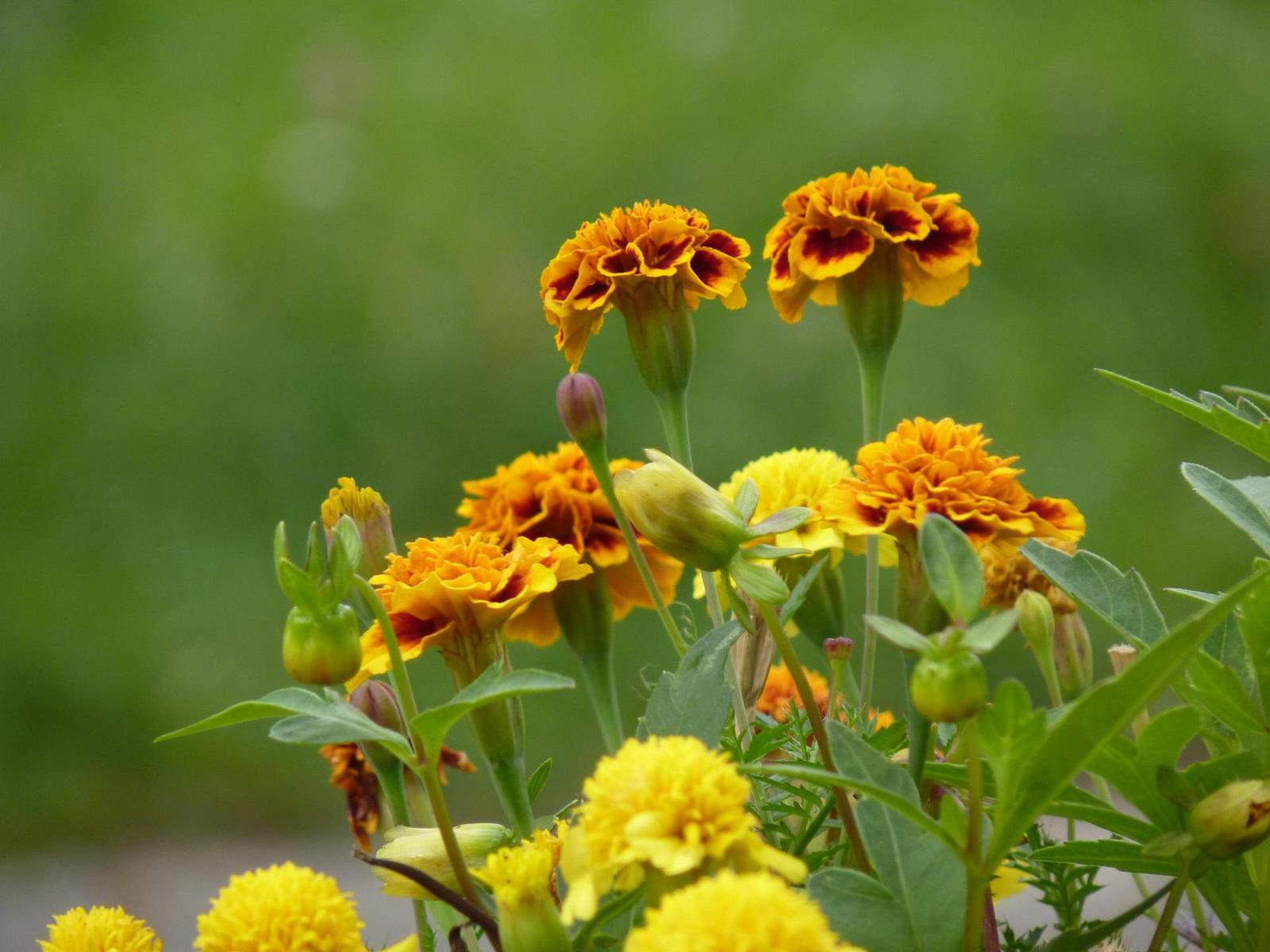 Panasonic Lumix FZ38: nejlepší ultrazoom současnosti?