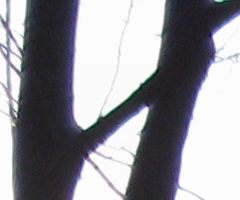 Canon PowerShot A1000 IS: ve stínu předchůdce