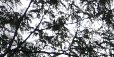 Panasonic Leica DG Summilux 25mm/F1.4 ASPH.