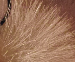 Sigma DP2: otestovali jsme Foveon!