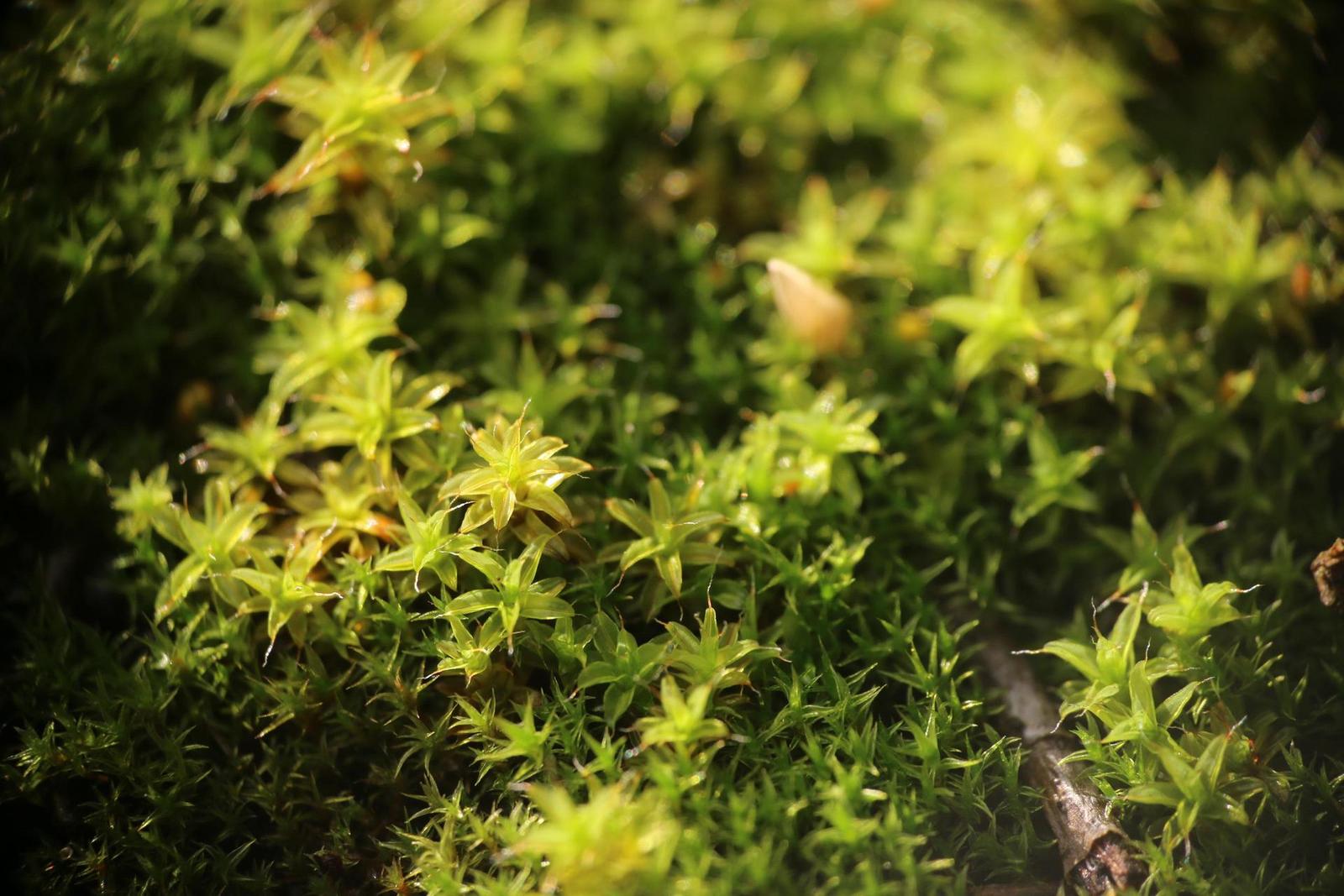 Canon EF-S 18-135mm f/3.5-5.6 IS STM