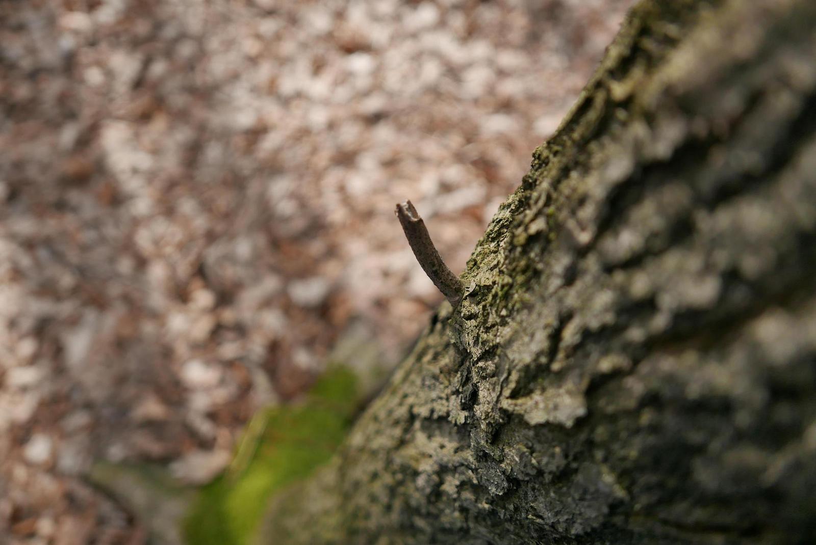 Panasonic Lumix LX100: pozoruhodný profi kompakt