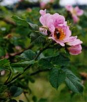 Úpravy digitální fotografie III: Úrovně