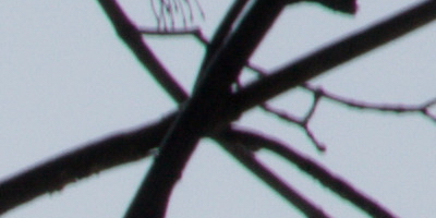 Nikon AF-S NIKKOR DX 55-300mm 1:4.5-5.6G ED VR