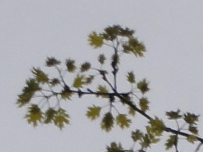 Sony Cyber-shot HX5: pan téměř dokonalý