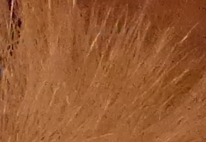 Panasonic Lumix LX7: kompaktní hvězda noci