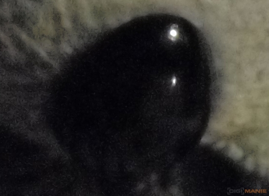 Fotíme s Koalou: Rozlišení a megapixely!