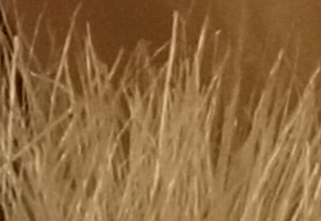 Sony NEX-7: správná (r)evoluce