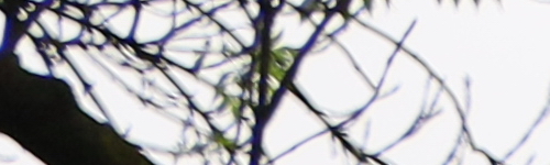 Canon RF 24-105mm f/4 L IS USM