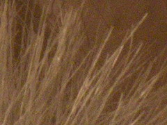 Canon EOS 600D: pokračování rodové linie