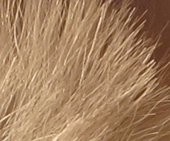 Canon PowerShot S90: malý zázrak