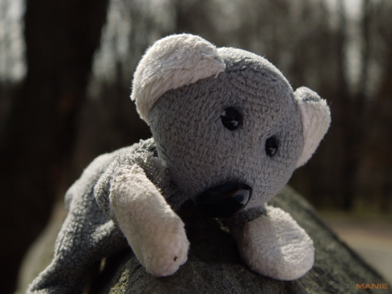 Fotíme s Koalou: Protisvětlo, HDR a odrazné... cokoli