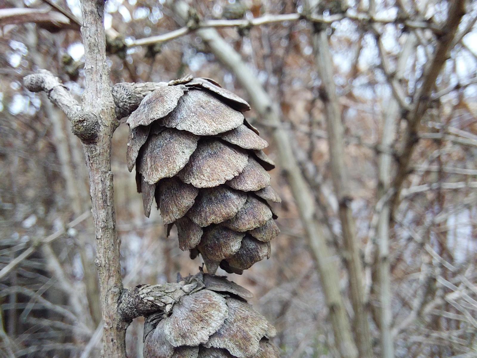 Samsung Galaxy A52s 5G: populární univerzál