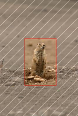 Tipy a Triky nejen pro začátečníky, díl 9. - Fotografujeme v ZOO