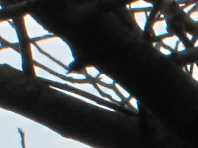 Canon PowerShot SX120 IS: zraje jako víno