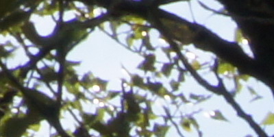 Sony SAL-1855 (DT 18-55mm F3,5-5,6 SAM)