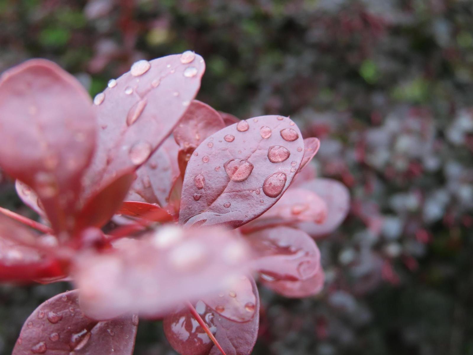 Canon PowerShot SX740 HS: bytelný univerzál