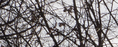 Panasonic Leica DG Vario-Summilux 10-25mm F1.7 ASPH.