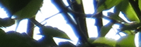 Canon PowerShot SX720 HS: kapesní šmírování