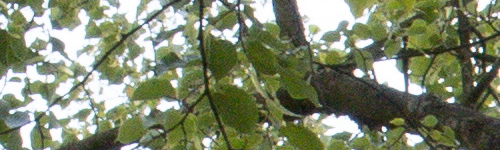 Canon EF 35mm f/2 IS USM