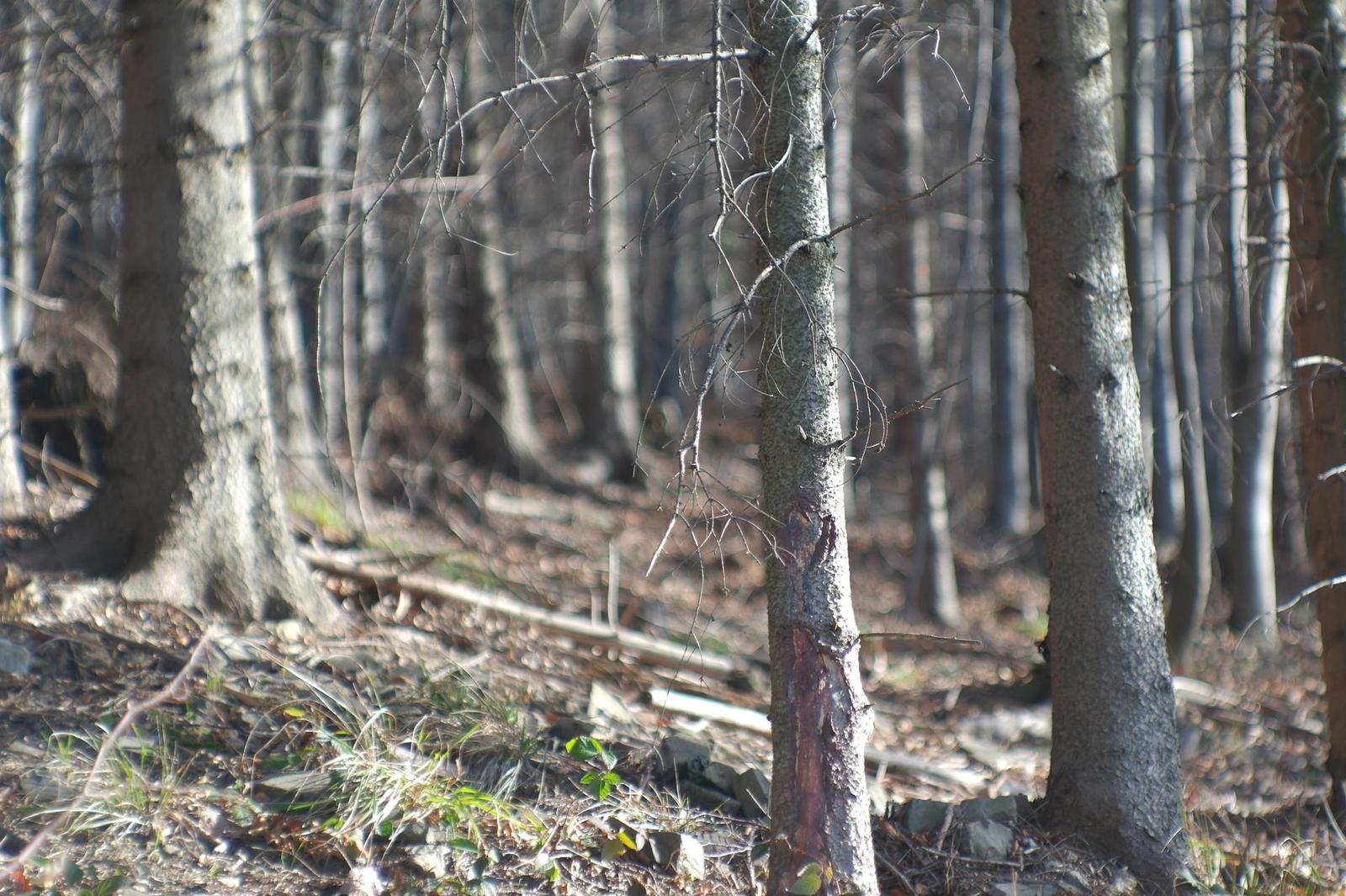 Jupiter-9 85mm F2.0 (M39)