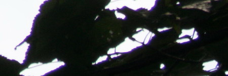 Nikon AF-S DX NIKKOR 55-200mm f/4-5.6G IF-ED VR