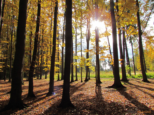 Canon PowerShot SX30 IS: sebevědomý rekordman