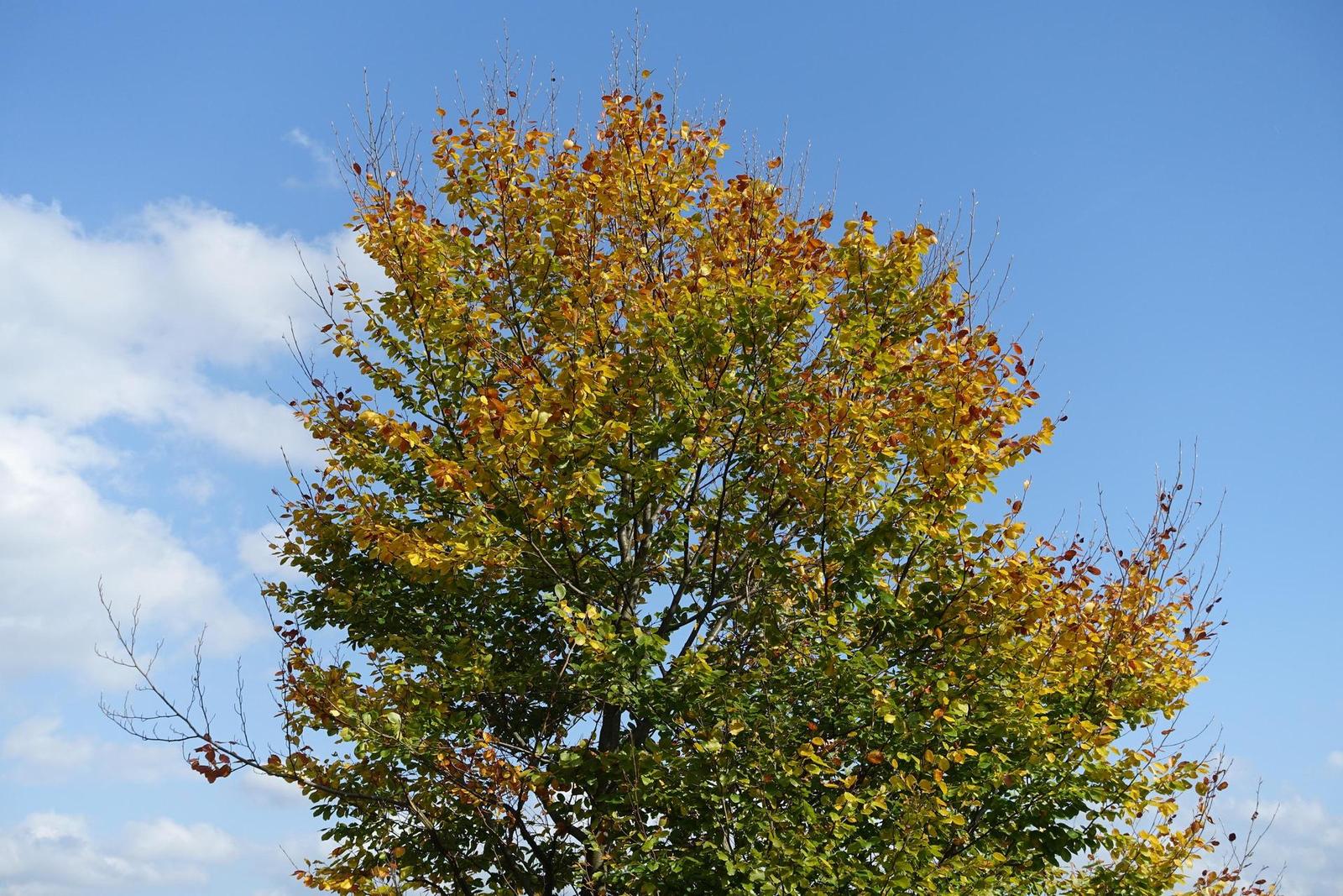 Sony Cyber-shot RX100 III (RX100M3): superSony