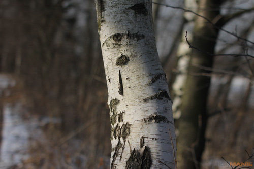 Samyang 35mm F1.4 AS UMC (pro Canon)