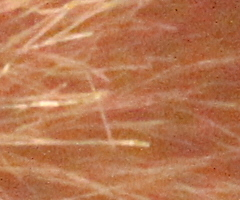 Canon EOS 500D: povedený pokračovatel rodu