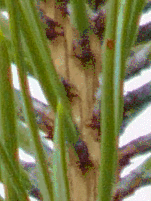 Panasonic Lumix DMC–FZ10: Vlajková loď s optikou Leica