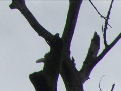 Canon PowerShot S90: malý zázrak