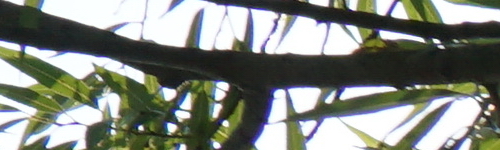 Sony E 55-210mm F4.5-6.3 OSS (SEL55210)