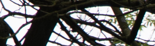 Canon RF 24-105mm f/4 L IS USM