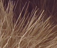 Canon PowerShot G11: géčko, o jakém jsme snili