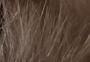 Sony SLT-A77: megapixelový přeborník