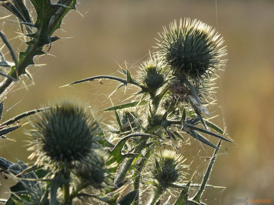 Nikon Coolpix L810: pro nenáročné