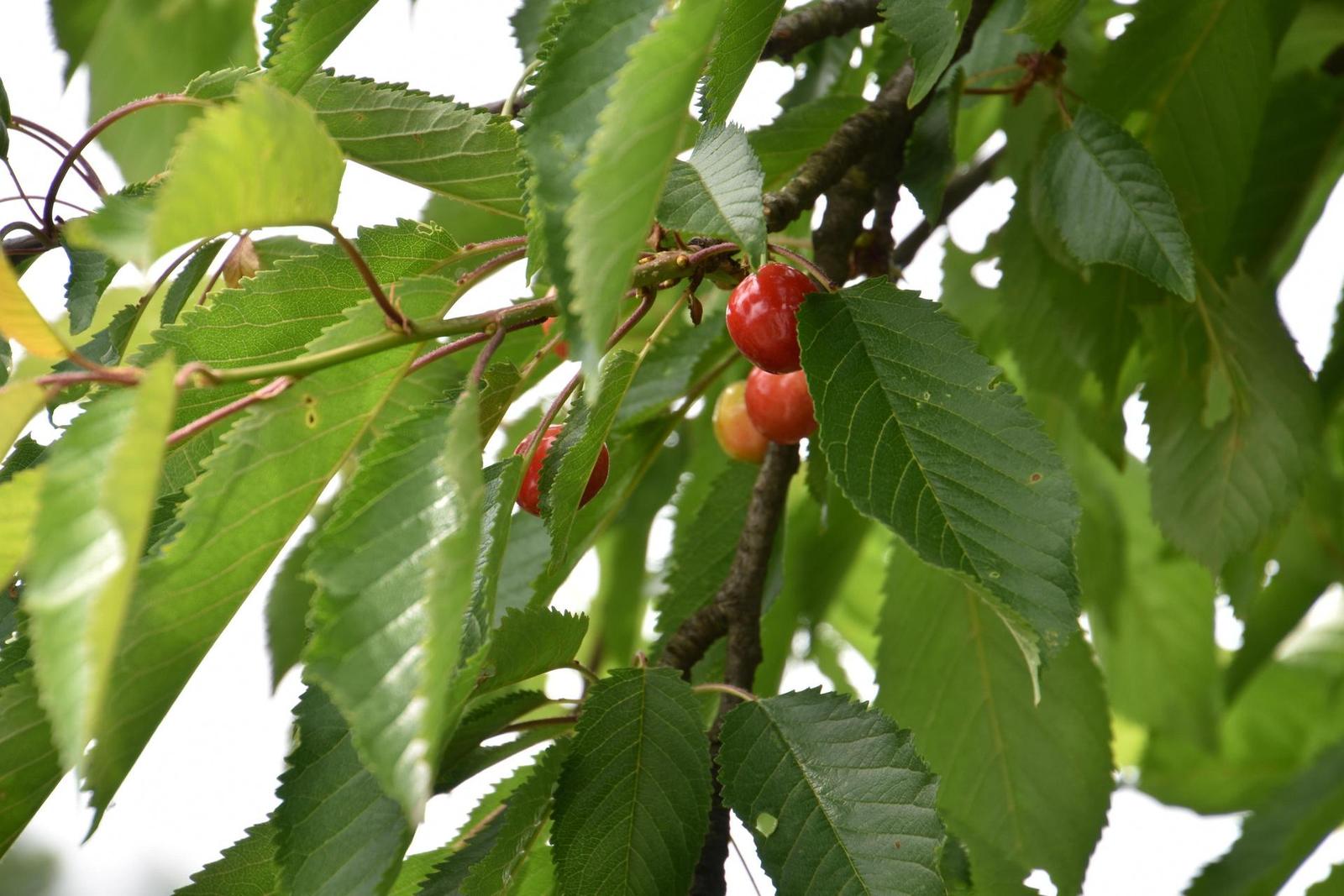 Tamron 16-300mm f/3.5-6.3 Di II VC PZD Macro