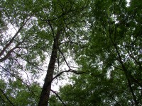 Acer CP-8660: zajímavý rebrand