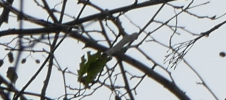 Panasonic Lumix FZ1000: legenda je zpátky