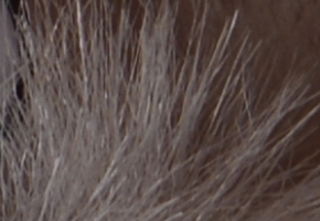 Nikon D600: vynikající vstup do světa full frame