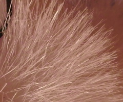 Sigma DP2: otestovali jsme Foveon!