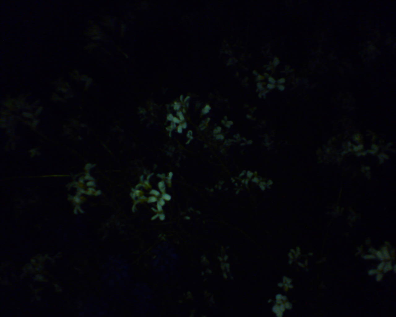 Téma pro tento měsíc - Jak fotí fotomobily, díl II.