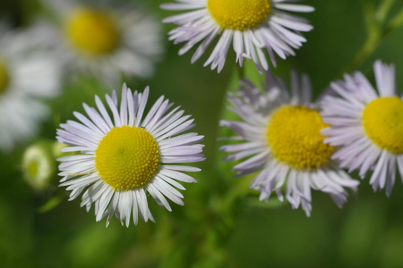 Carl Zeiss Jena DDR Pancolar 1,8/50mm MC electric (M42)