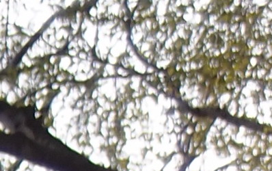 Olympus XZ-1: trefa do černého