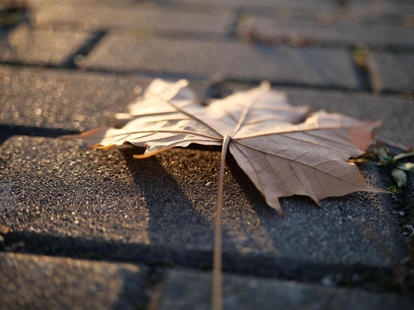 Panasonic Leica DG Vario-Summilux 25-50mm F1.7 ASPH.