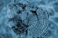 Tip Digimanie pro 50. týden roku 2005: Web Macrophotography.org