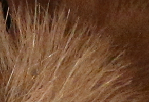 Canon EOS M: první pokus