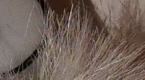 Panasonic Lumix LX100: pozoruhodný profi kompakt